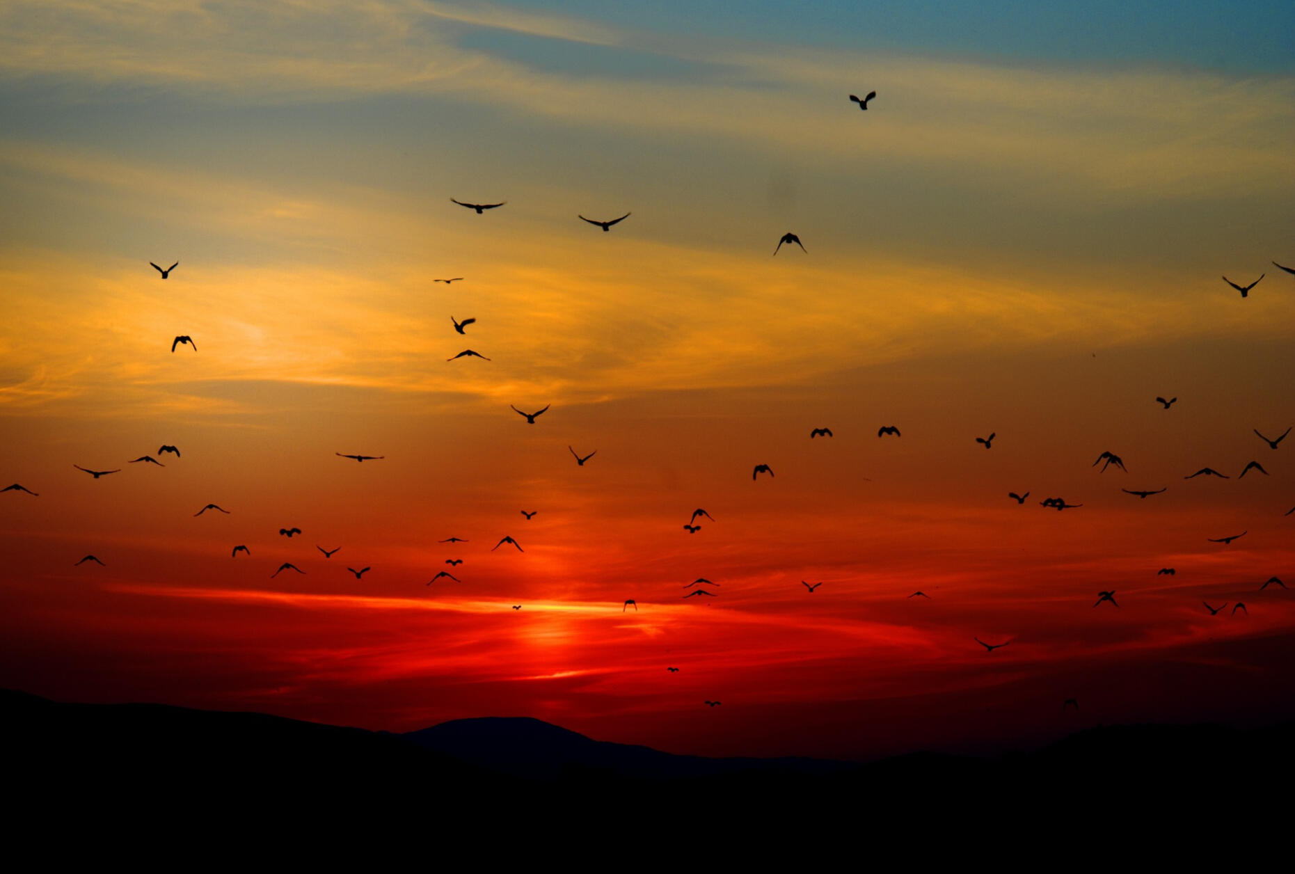 ptaki tęsknie lecące ku romatycznemu zachodowi słońca