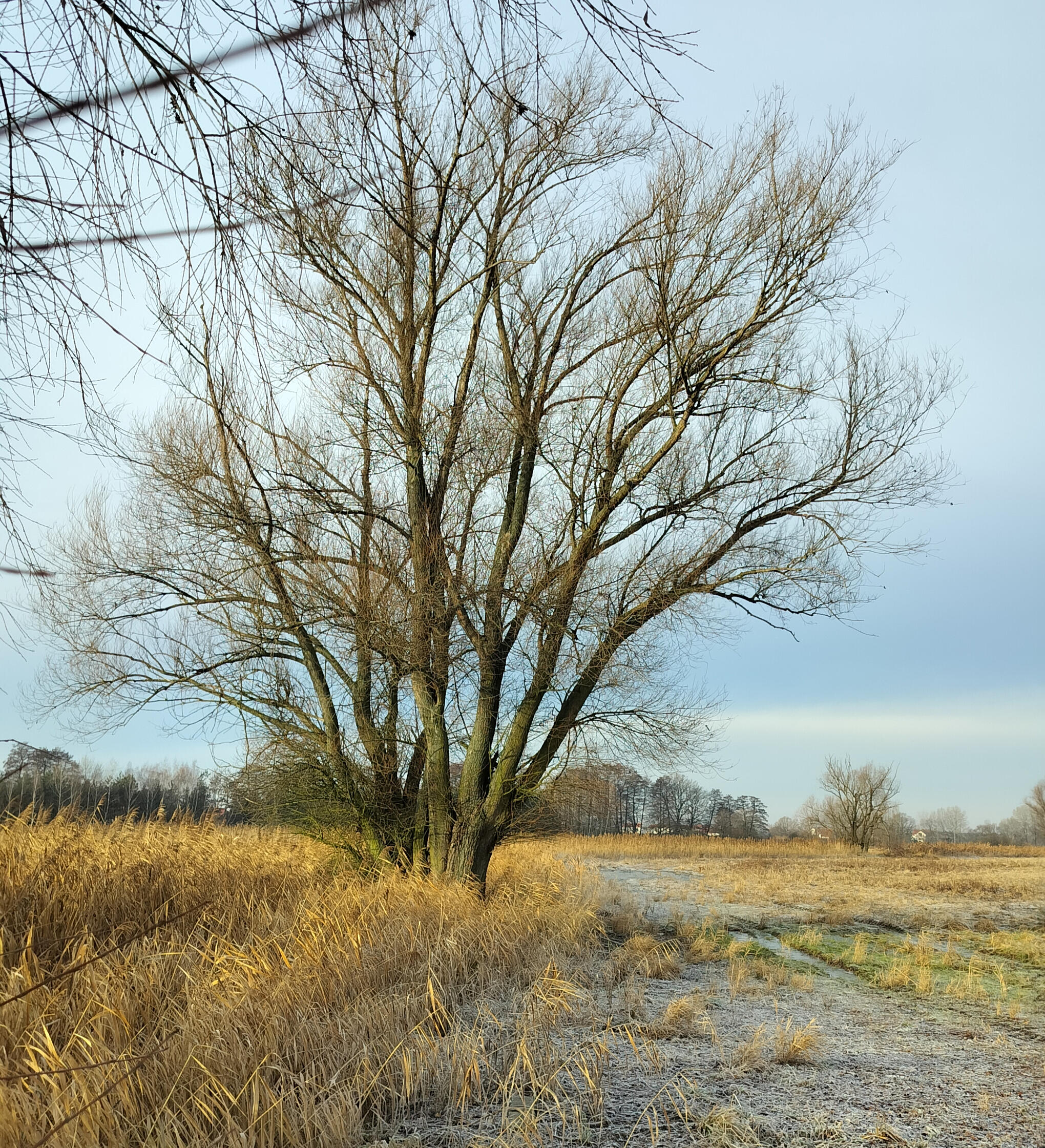 oszroniony kwiatek jest blady na tle śniegu, ale wyraźnie widoczny i piękny na dłoni