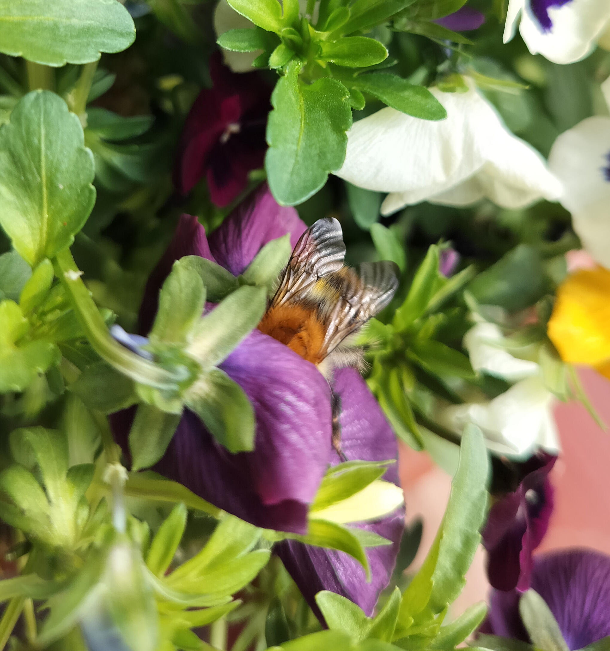 oszroniony kwiatek jest blady na tle śniegu, ale wyraźnie widoczny i piękny na dłoni